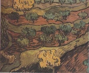 Olijfbomen op een heuvel
